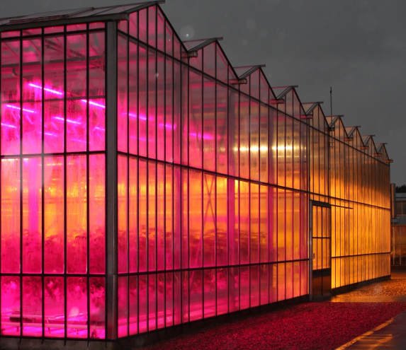 Glasshouse LEDs save greenhouse gasses