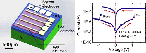Transient Resistive Switching Devices Made from Egg Albumen Dielectrics and Dissolvable Electrodes